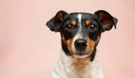 【医療コラム】犬に多い皮膚疾患「膿皮症（のうひしょう）」とは？