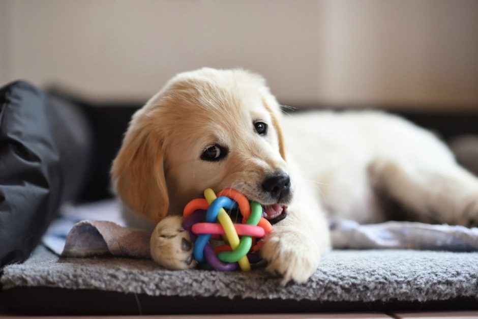 ネットで買える】楽しく噛んでケア♡犬用デンタルおもちゃのおすすめ5選 | doggymag