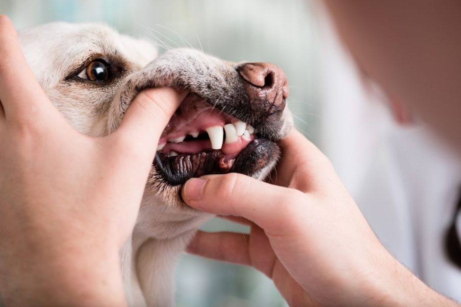 獣医師が解説 侮れない犬の歯周病 治療や予防法になる歯のケアとは Doggymag