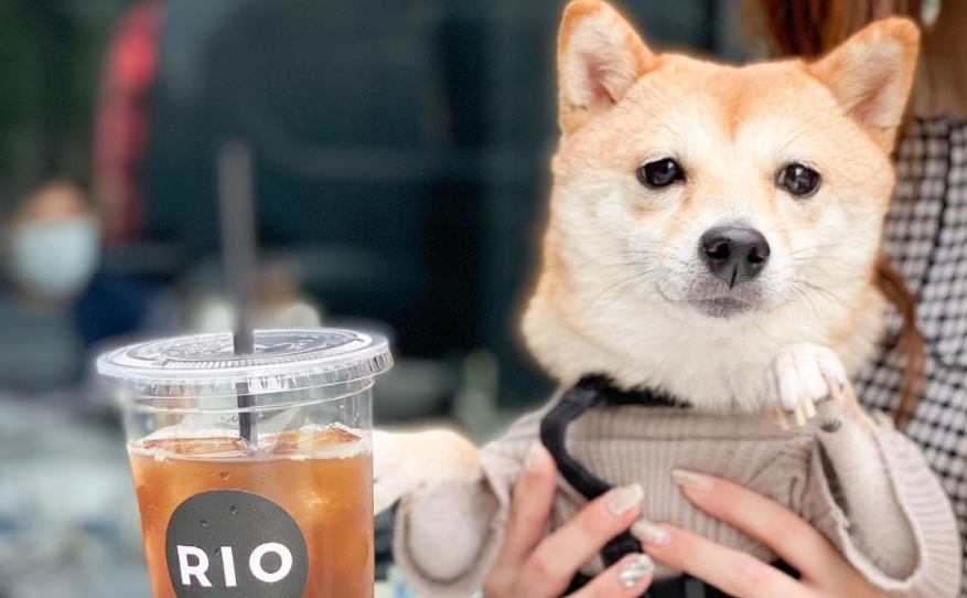 渋谷カフェ 都会育ちのわんこの隠れ家 渋谷駅で愛犬と行けるペット同伴カフェ13選 Doggymag