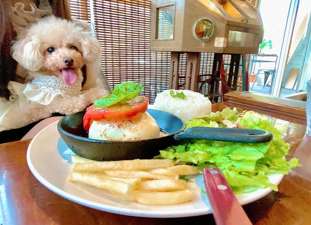 愛犬と行ける 新宿駅周辺のペット同伴okのカフェ15選 Doggymag