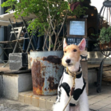愛犬と行ける！新宿駅周辺のペット同伴OKのカフェ15選