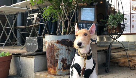 愛犬と行ける！新宿駅周辺のペット同伴OKのカフェ15選
