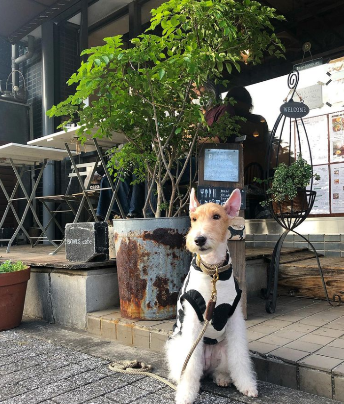 愛犬と行ける 新宿駅周辺のペット同伴okのカフェ15選 Doggymag