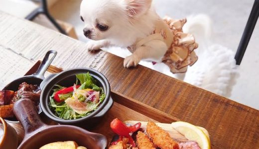 【大阪カフェ】気軽に愛犬とランチできる難波のカフェ7選！