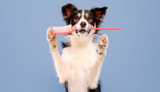 【犬の歯磨きトレーナーが教える】わんちゃんも歯磨きすべき理由と、ケアにおける❝大切なこと”