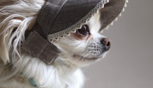 【夏アイテム】愛犬を日差し・紫外線から守る！おしゃれアイテムとしても使える帽子