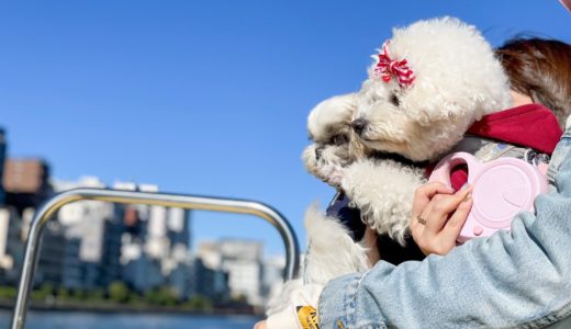 【東京おでかけ】ペットOKの水上タクシーで愛犬と贅沢移動♡【体験レポ】
