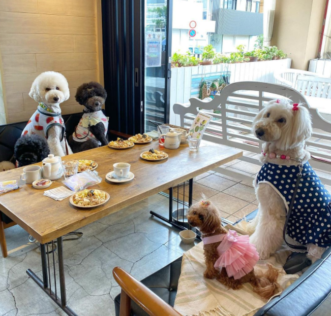 関東 愛犬の食事にもこだわりたい ドッグメニューが魅力的なカフェ7選 Doggymag