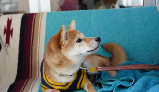 【おしゃれな街で愛犬とお散歩】恵比寿・広尾カフェ7選