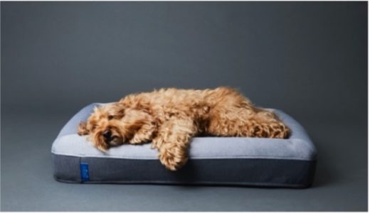 【オークウッドジャパン】愛犬との宿泊プラン “PAW-WELLNESS (パウ・ウェルネス)” の販売開始