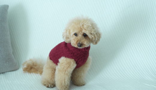 BAREFOOT DREAMS より Pet Bed & Ribbed Pet Sweater が発売！