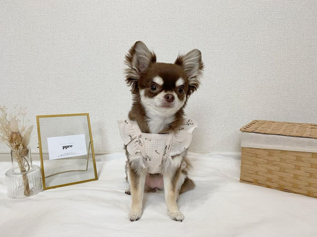 まわりとのオシャレに差をつける♡韓国犬服のおすすめセレクトショップ