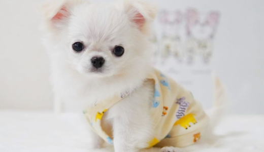 まわりとのオシャレに差をつける♡韓国犬服のおすすめセレクトショップ5選