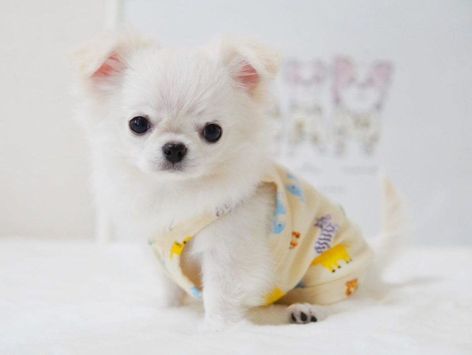 まわりとのオシャレに差をつける♡韓国犬服のおすすめセレクトショップ