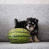 【季節別】犬が食べられる果物12選！あげる時の注意点は？